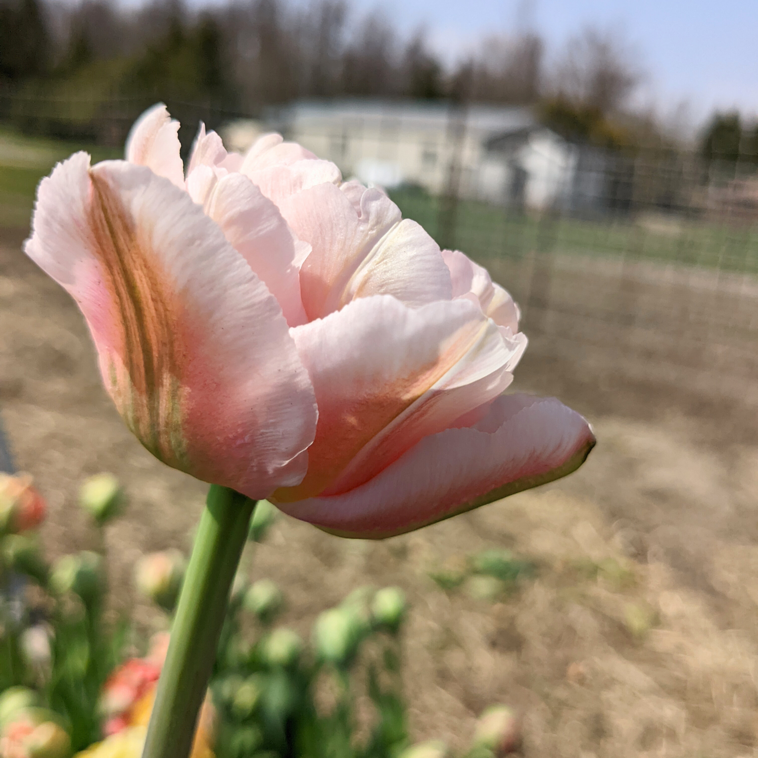 Finola Tulip Bulbs