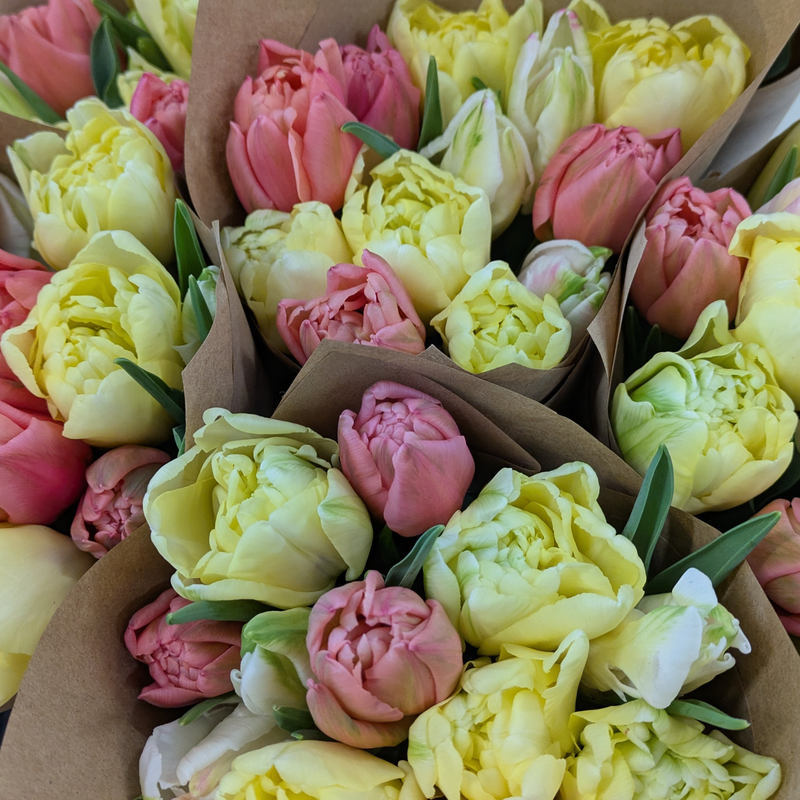 Monthly Tulip Subscription (Feb to Apr)