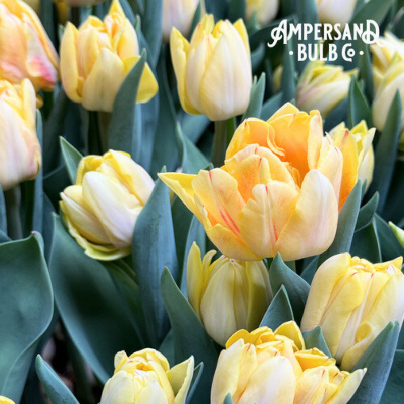 Foxy Foxtrot Tulip Bulbs
