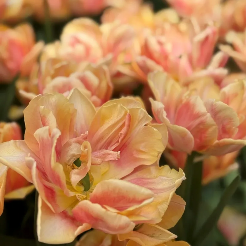 Foxy Foxtrot Tulip Bulbs