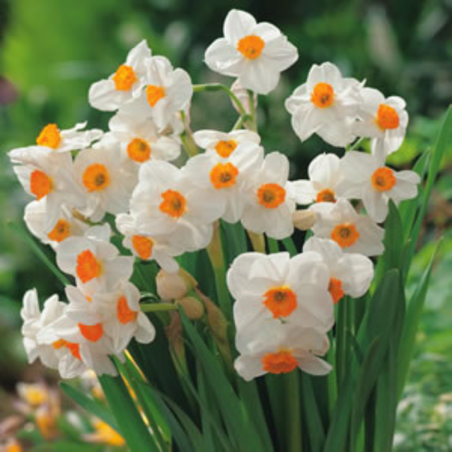 Geranium Narcissus