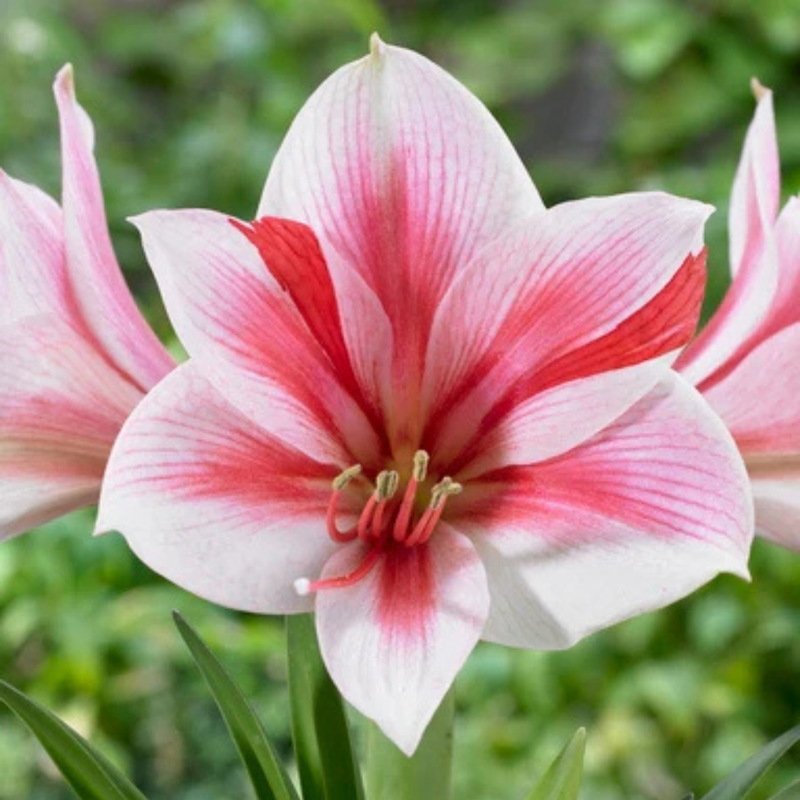 Potted Amaryllis