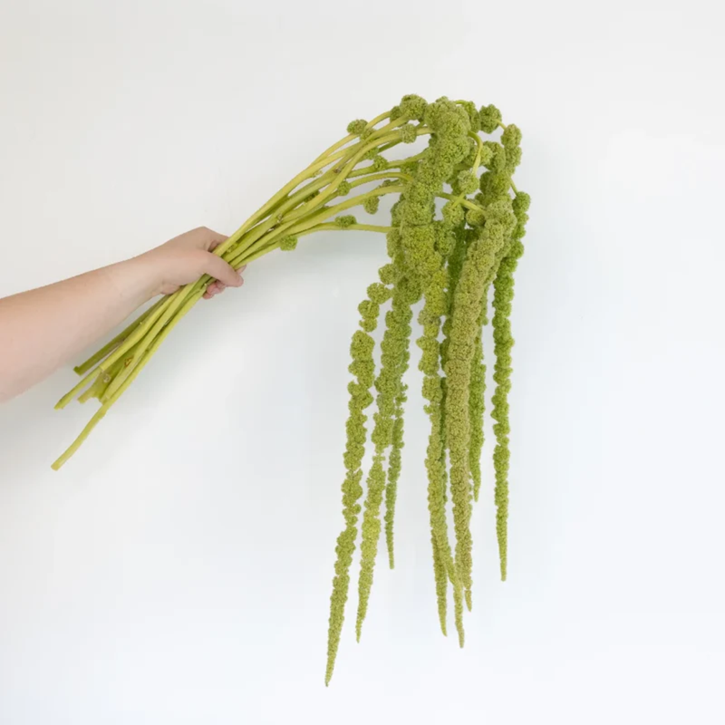 Amaranthus - Emerald Tassels Seeds