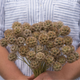 Starflower Scabiosa