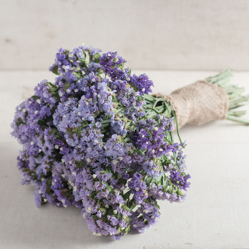 Seeker Pastel Blue Statice Seeds