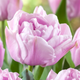 Katinka Tulip Bulbs