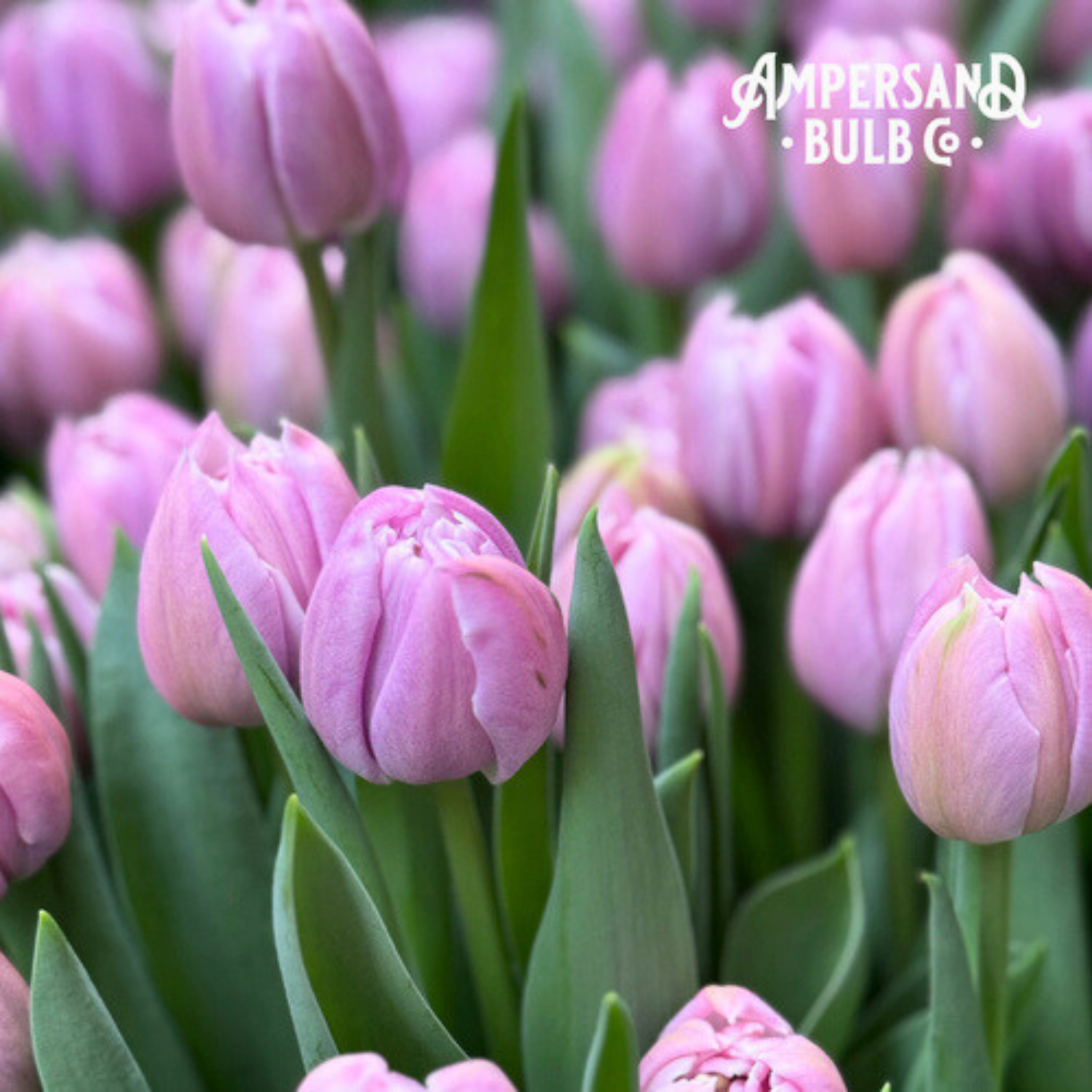 Katinka Tulip Bulbs