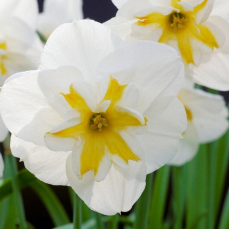 Lemon Beauty Narcissus