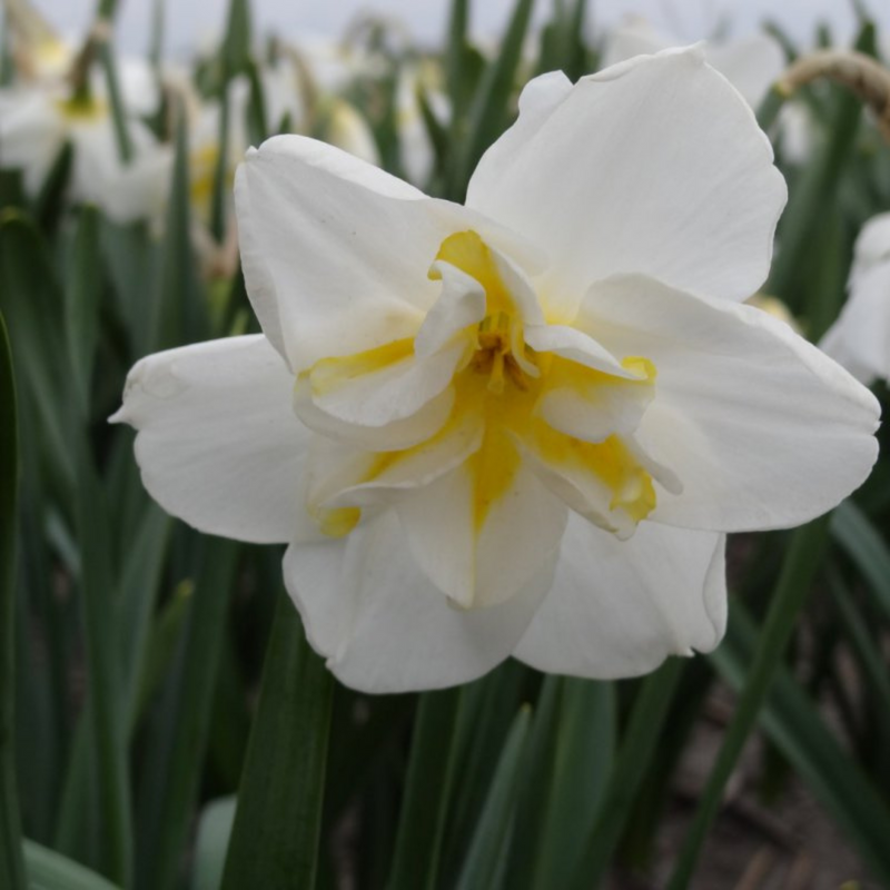 Lemon Beauty Narcissus