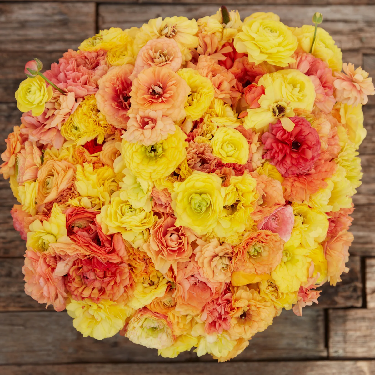 Lemon Pastel Ranunculus Corms