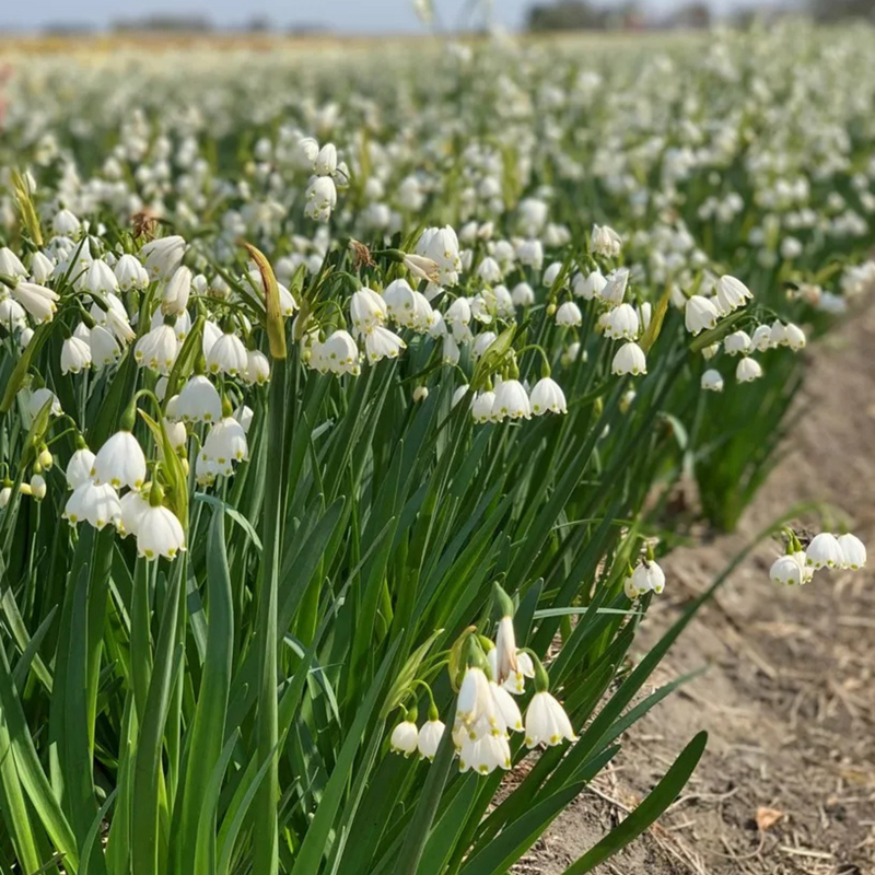 Leucojum ‘Gravetye Giant’