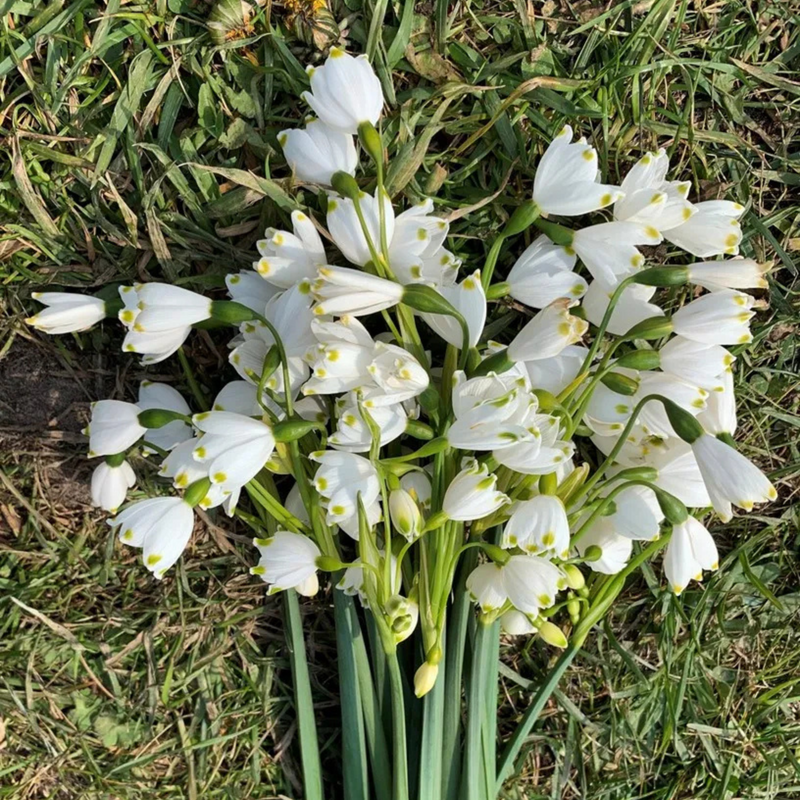 Leucojum ‘Gravetye Giant’