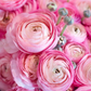 Marshmallow Ranunculus