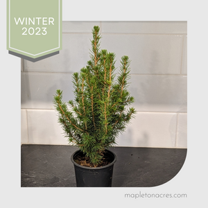 Open image in slideshow, Mini Christmas Tree
