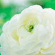 White Ranunculus