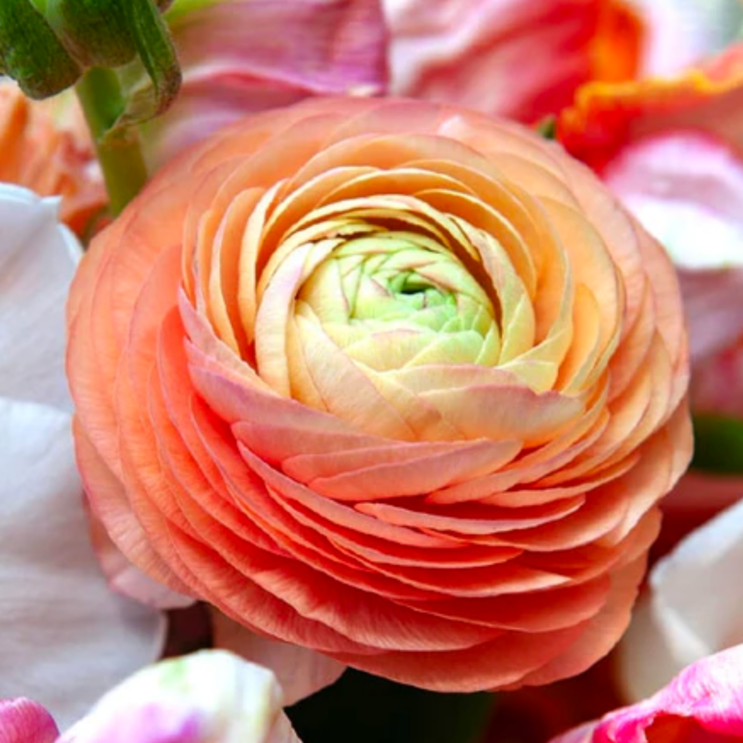 Salmon Ranunculus