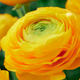 Yellow Ranunculus