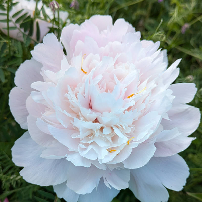 Bulk Peonies