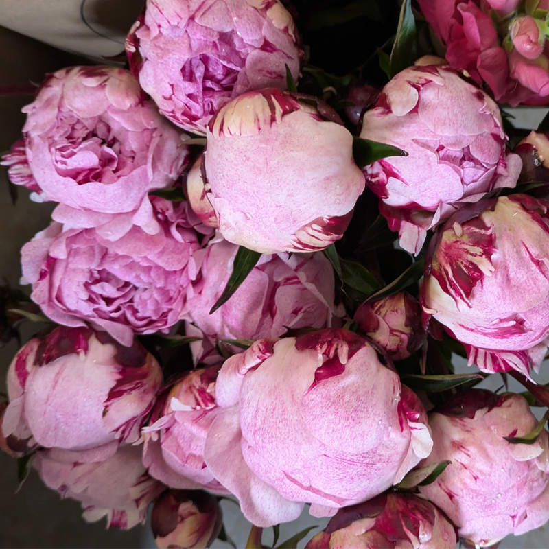 Bulk Peonies