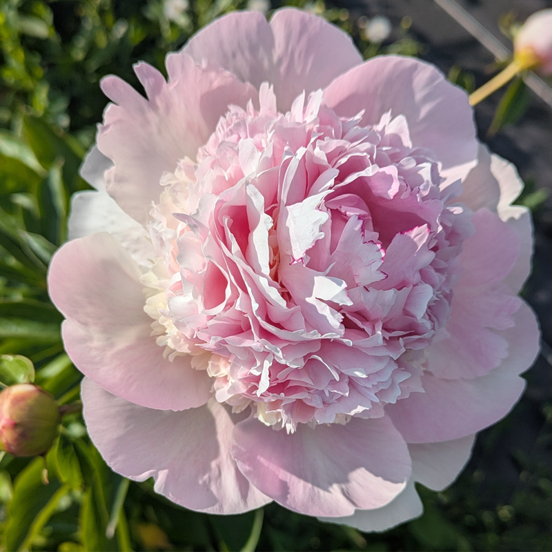 Bulk Peonies