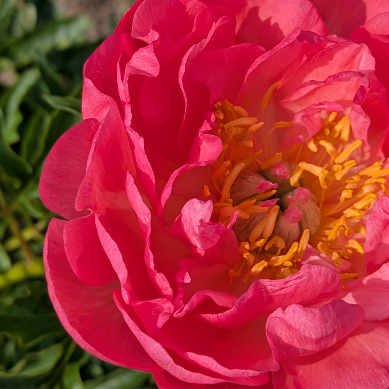 Bulk Peonies