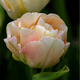 Charming Lady Tulip Bulbs