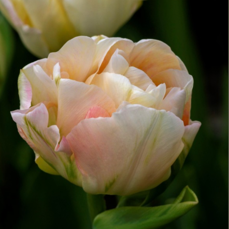 Charming Lady Tulip Bulbs