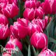 Columbus Tulip Bulbs