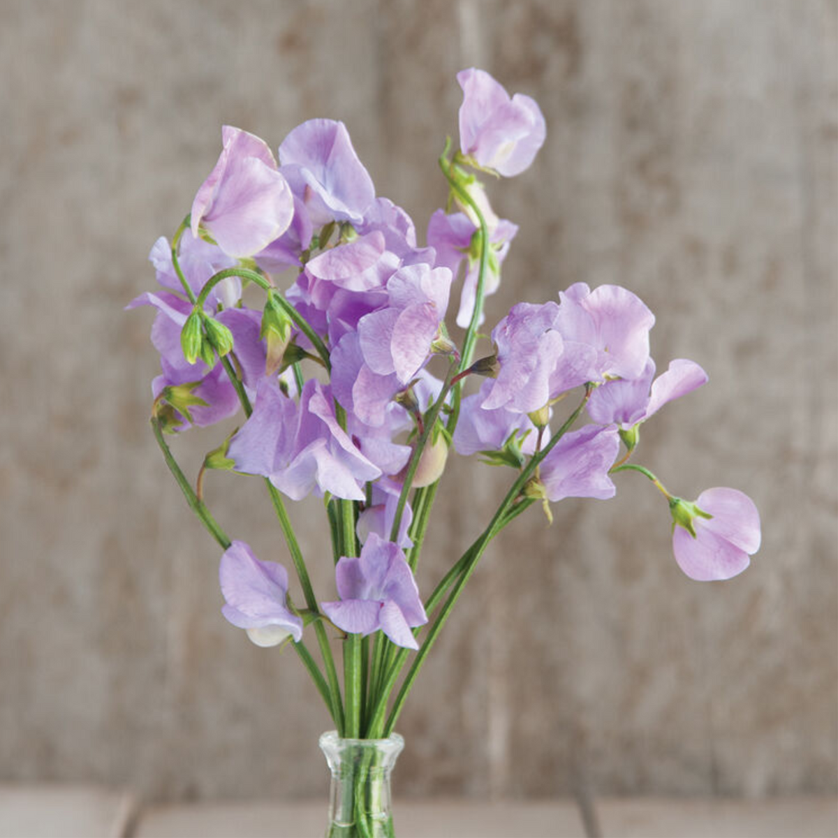 Lavender Sweet Pea Seeds
