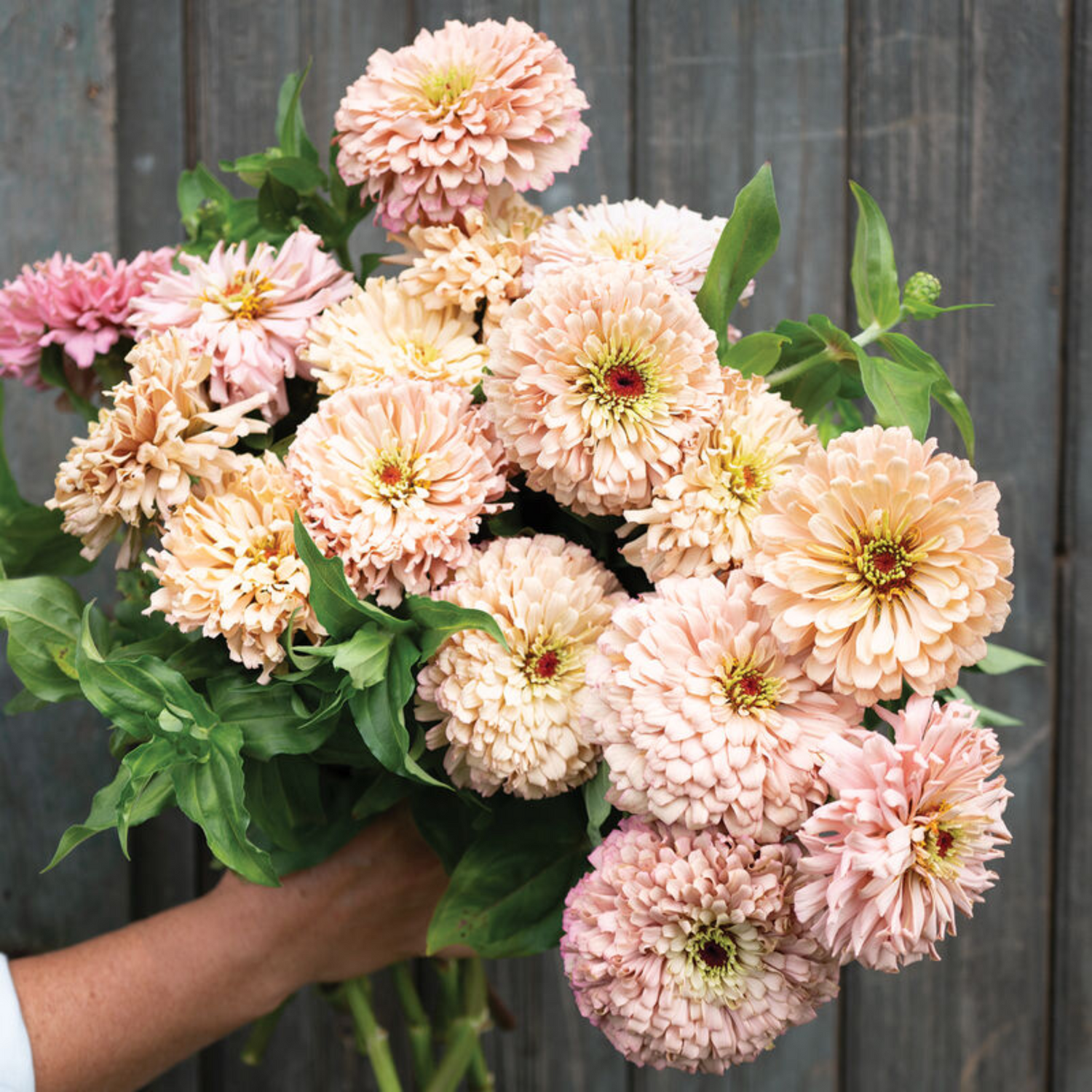 Ballerina Zinnia Seeds