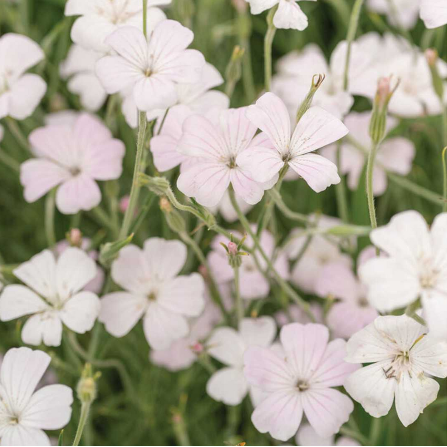 Blossom Pearl Agrostemma Seeds