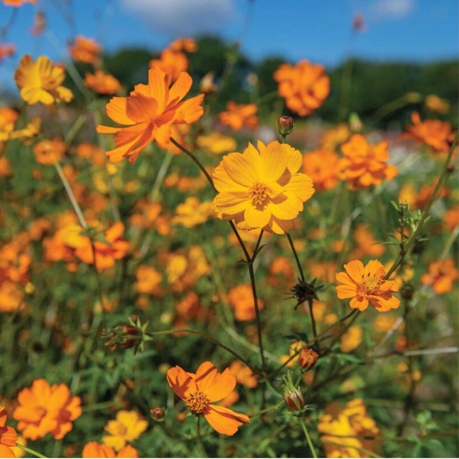 Bright Lights Cosmos Seed