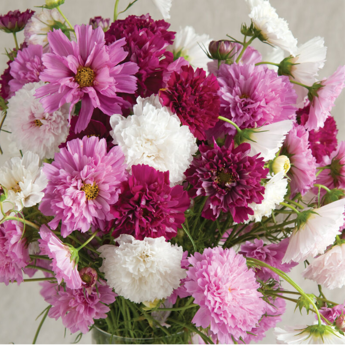 Double Click Mix Cosmos Seeds