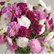 Double Click Mix Cosmos Seeds
