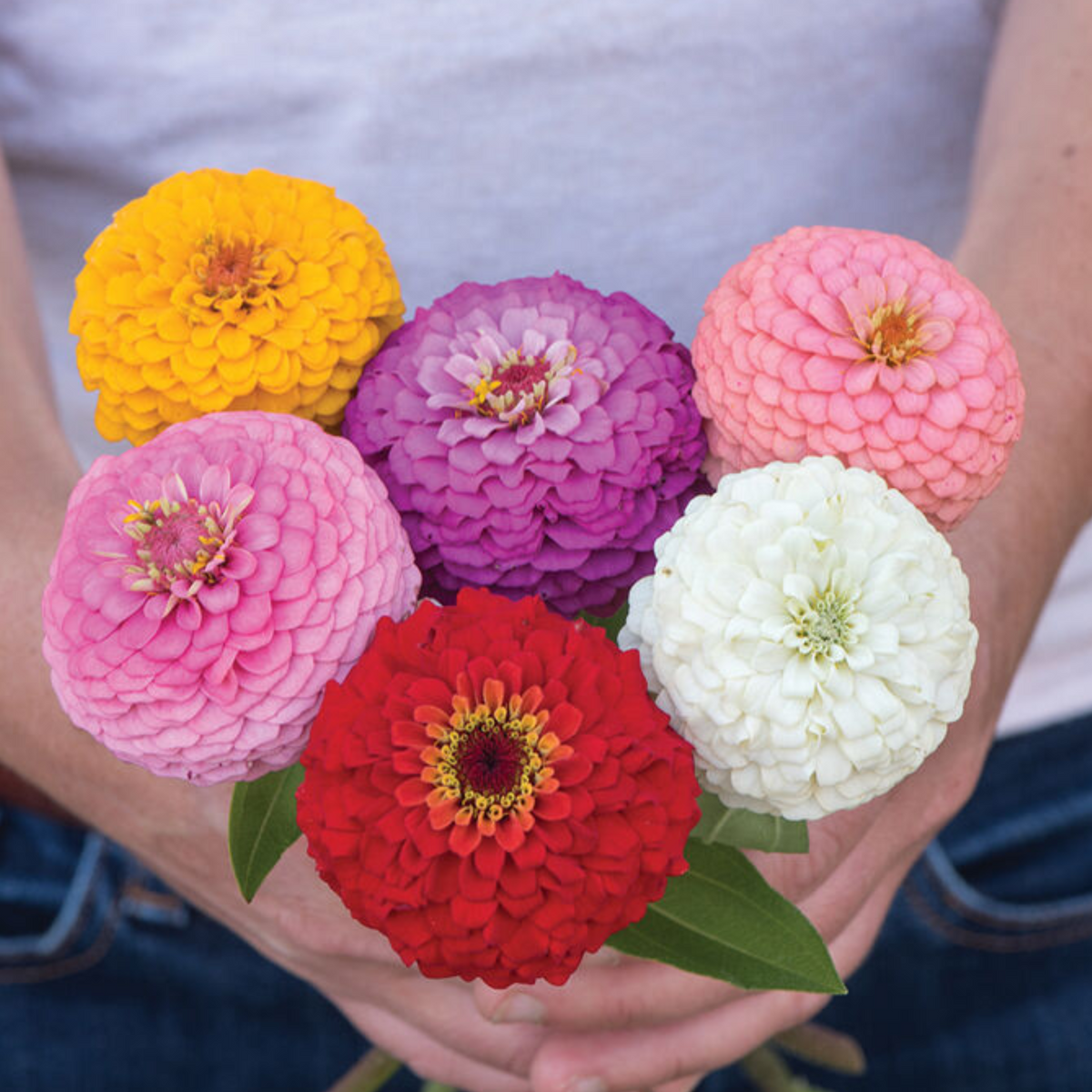 Oklahoma Mix Zinnia Seeds