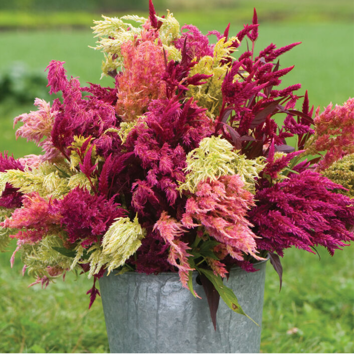 Pampas Plume Celosia Seeds