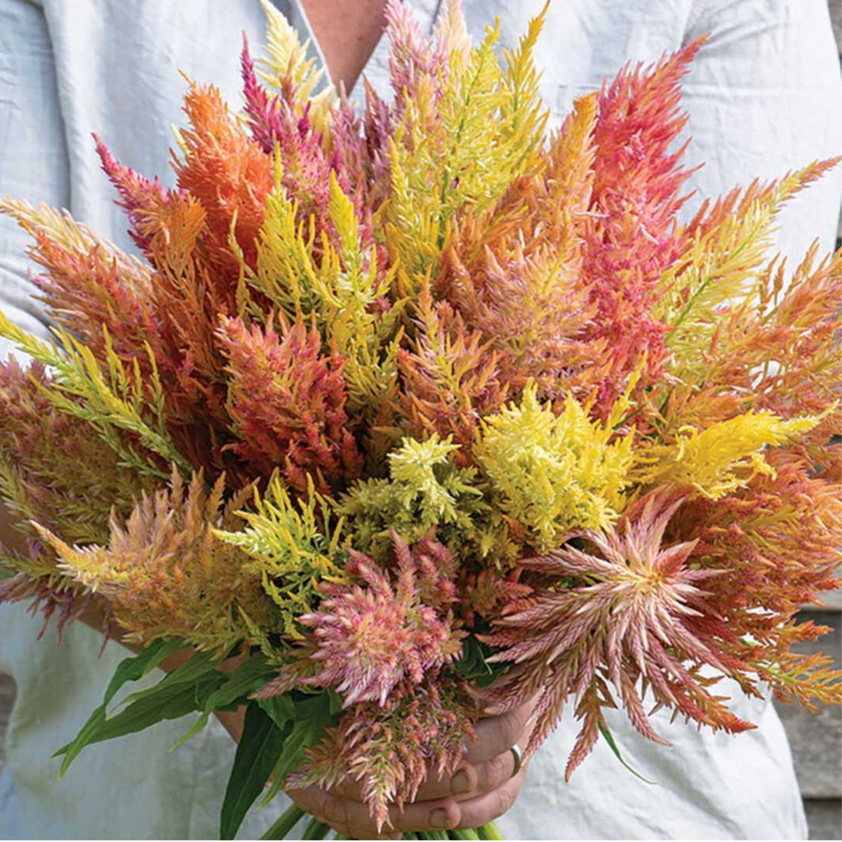 Shimmer Celosia Seeds