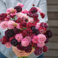 Triple Berry Mix Scabiosa Seeds