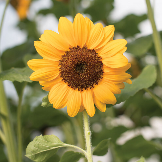 Sunflower - Vincent®s Choice Seeds