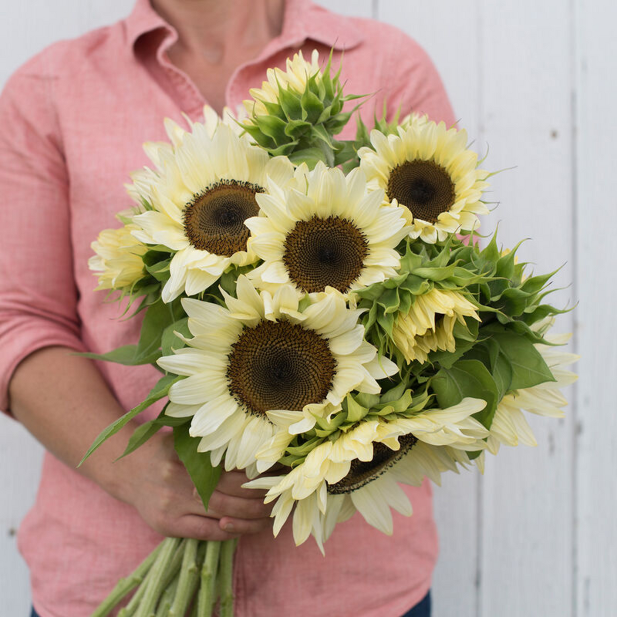 ProCut® White Nite Sunflower Seeds