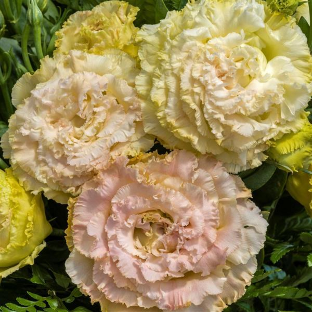 Lisianthus Seedling
