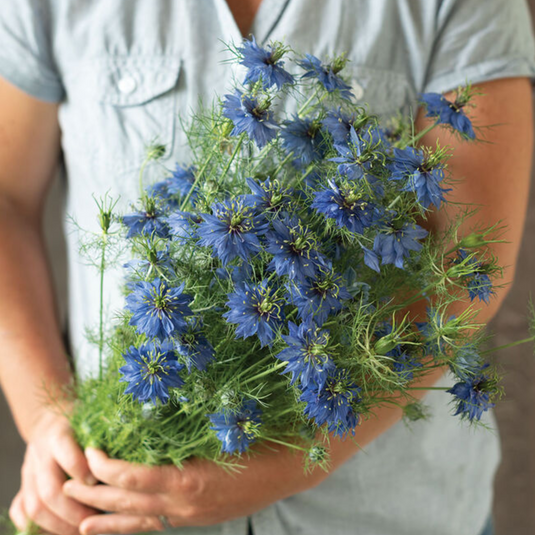 Image Miss Jekyll Dark Blue Nigella Seeds