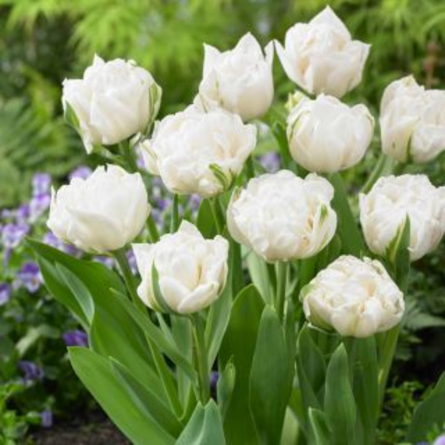 Mount Tacoma Tulip Bulbs