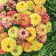 Queeny Mix Zinnia Seeds