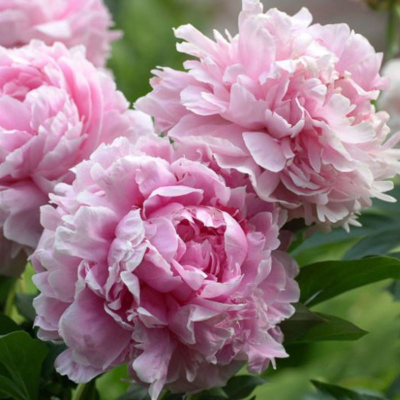 Sarah Bernhardt Peony
