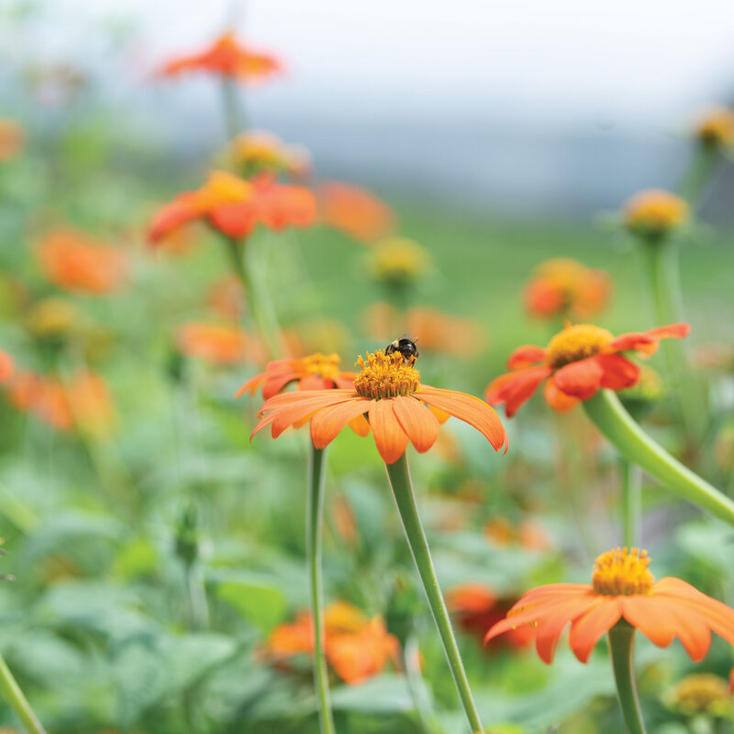 Tithonia Mexican Sunflower Seed