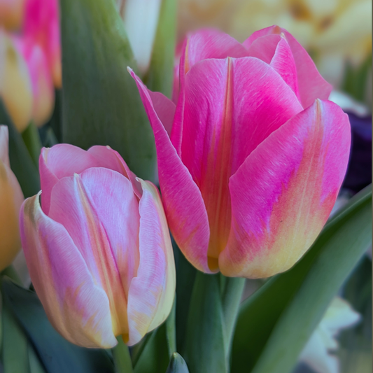 Tom Pouce Tulip Bulbs