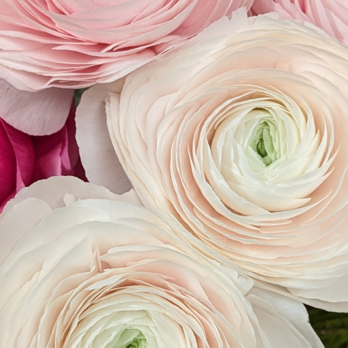 Signature Hand-Tied Bouquet