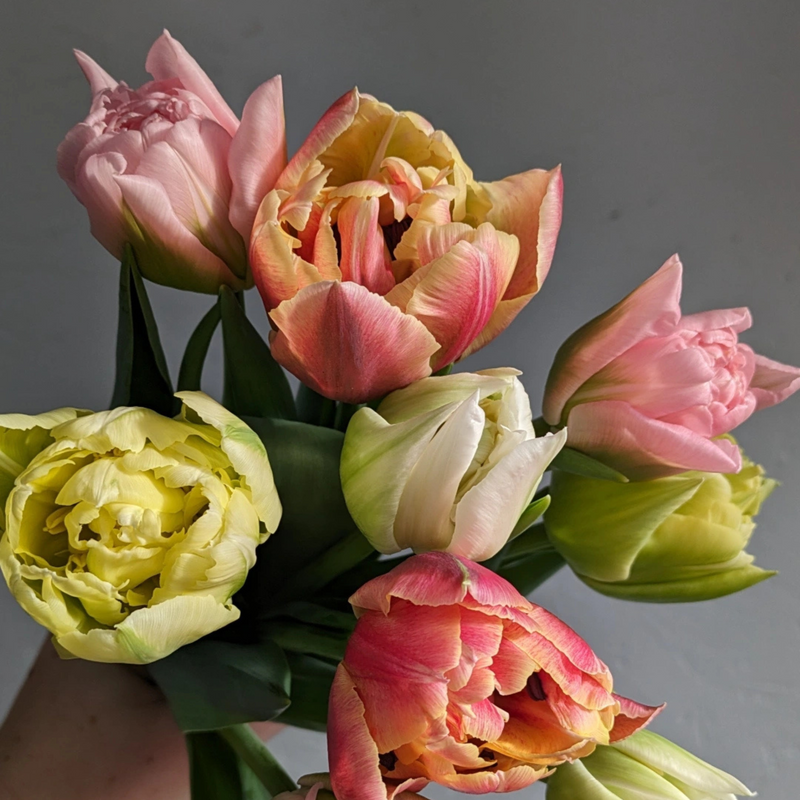 Valentine's Farm-Grown Tulip Bunch