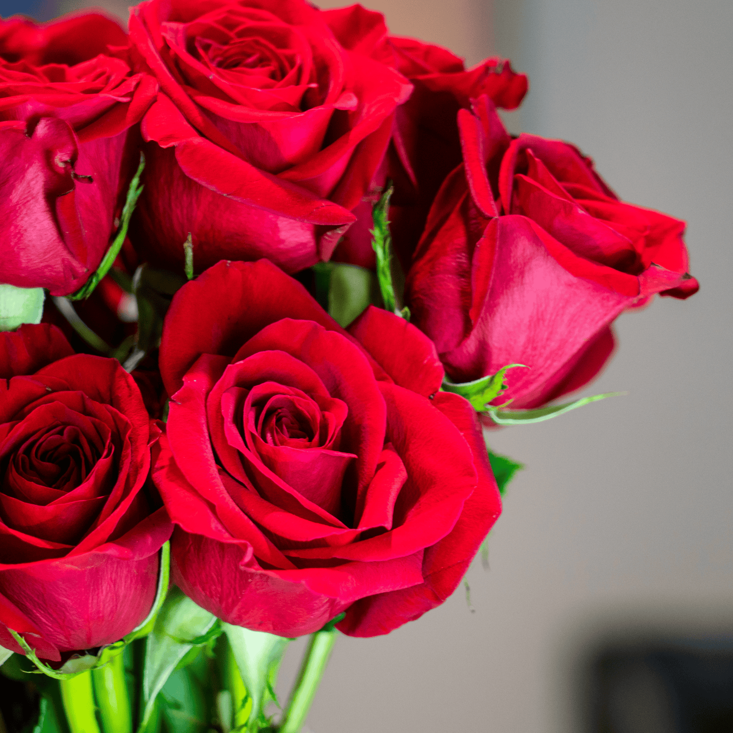 Valentine's Day Red Roses